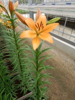 [5084 Indian Diamond EVR No02.JPG]